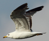 Larus armenicus
